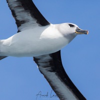 Albatros à tête grise