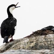 Cormoran antarctique