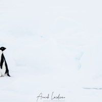 Manchot Adélie sur un iceberg