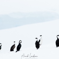 Cormoran antarctique