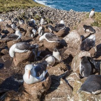 Colonie d'albatros à sourcils noirs et de gorfous sauteur