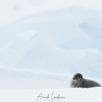 Phoque de Weddell