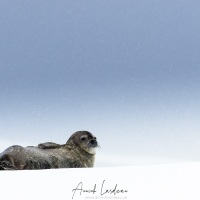 Phoque de Weddell