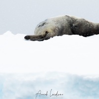 Phoque de Weddell sur et sous la neige
