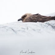Labbe austral sur son nid