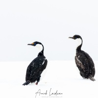 Cormorans antarctiques