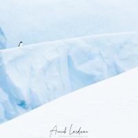 Manchot Adélie sur un iceberg