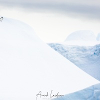 Manchot Adélie sur un iceberg