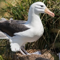 Albatros à sourcils noirs noir