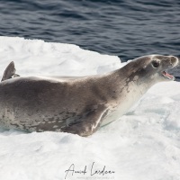 Phoque crabier sur un iceberg