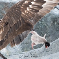 Prédation d'un poussin de manchot Adélie par un labbe austral