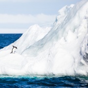 Manchot Adélie sur un iceberg