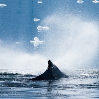 Baleine à bosse