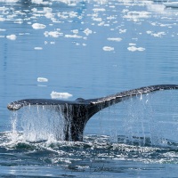 Baleine à bosse