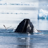 Baleine à bosse