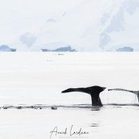 Baleine à bosse