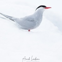 Sterne antarctique