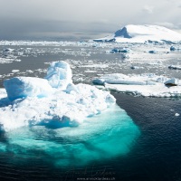 Phoque crabier sur un iceberg