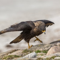 Caracara strié