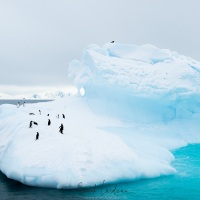 Manchots sur un iceberg