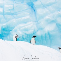 Manchots sur un iceberg