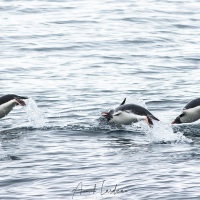 Manchots papous marsouinant