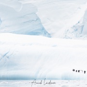 Manchot papou sur un iceberg