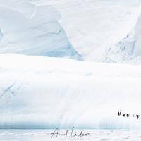 Manchot papou sur un iceberg