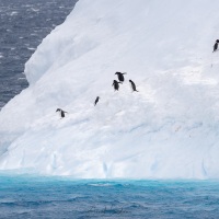 Manchot papou sur un iceberg