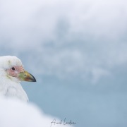Chionis blanc