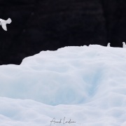 Pétrel des neiges
