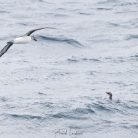 Albatros à tête grise et manchot macaroni