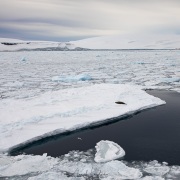 Léopard de mer sur un iceberg