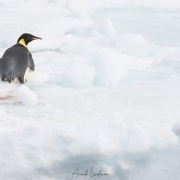 Manchot empereur sur un iceberg