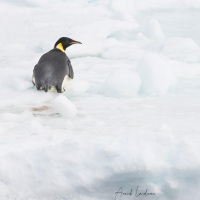 Manchot empereur sur un iceberg