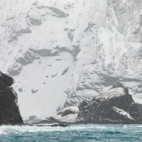 Ile Eléphant et colonie de manchots