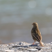 Pipit de Georgie