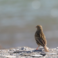 Pipit de Georgie