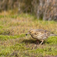 Pipit de Georgie