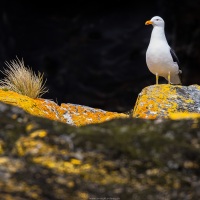 Goéland dominicain