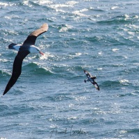 Albatros à sourcil noir  et Damier du cap