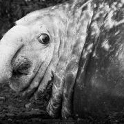 Elephant de mer