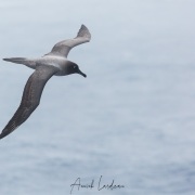 albatros fuligineux à dos clair