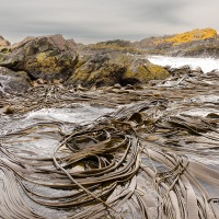 Kelp