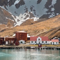 Georgie du Sud:  arrivée à Grytviken