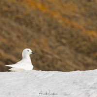 Pétrel des neige