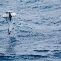 Albatros hurleur