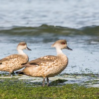 Canard huppé