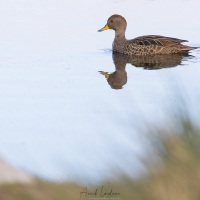 Canard de Georgie