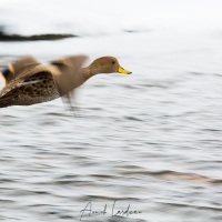 Canard de Georgie